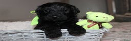 Goldendoodle dogs for sale: F1 Goldendoodle black Puppies - Advert 39