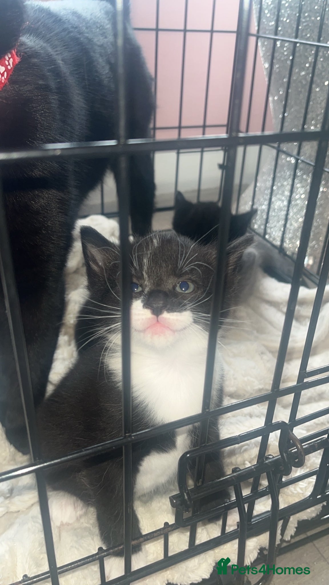 Mixed Breed cats 3 mixed kittens one male left black and white - Advert 10