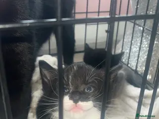 Mixed Breed cats 3 mixed kittens one male left black and white - Advert 10