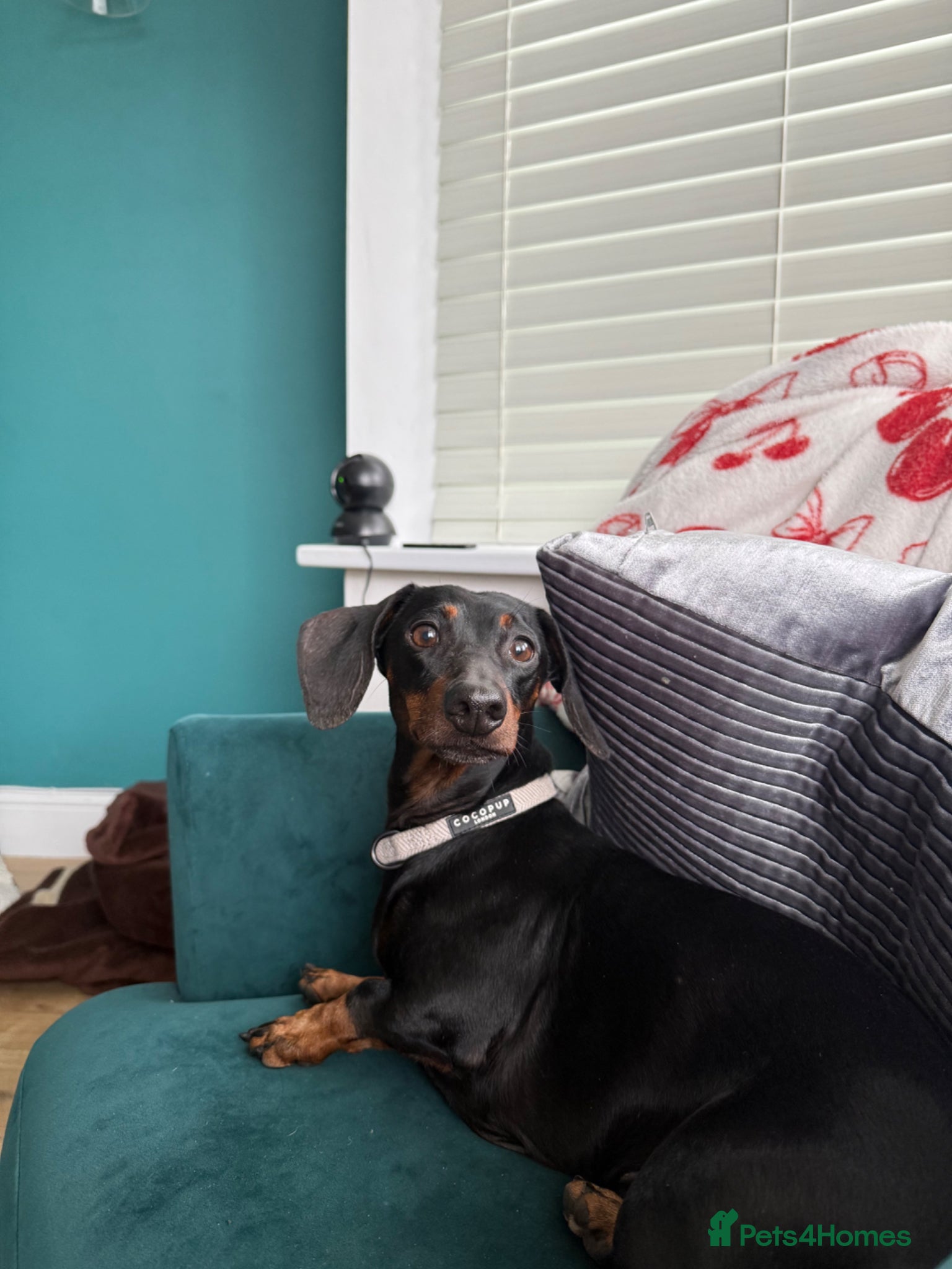 Miniature Dachshund dogs Satch needs a forever home - Advert 1