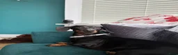 Miniature Dachshund dogs for sale: Satch needs a forever home- FREE - Advert 1