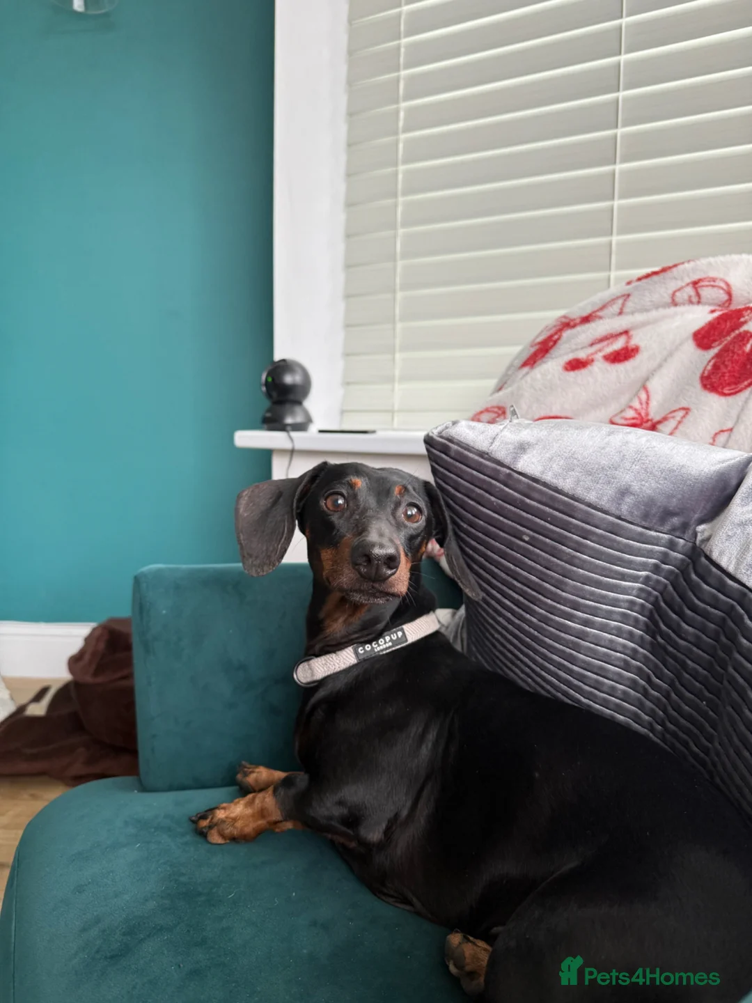 Miniature Dachshund dogs for sale: Satch needs a forever home- FREE - Advert 1