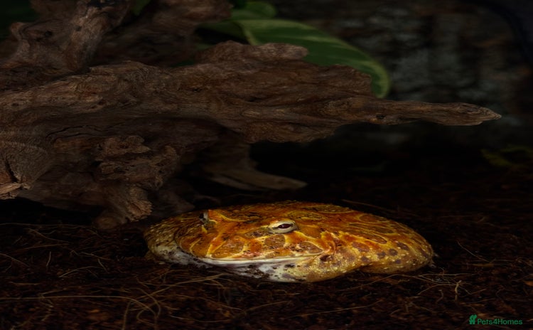 Frog reptiles - Advert 1