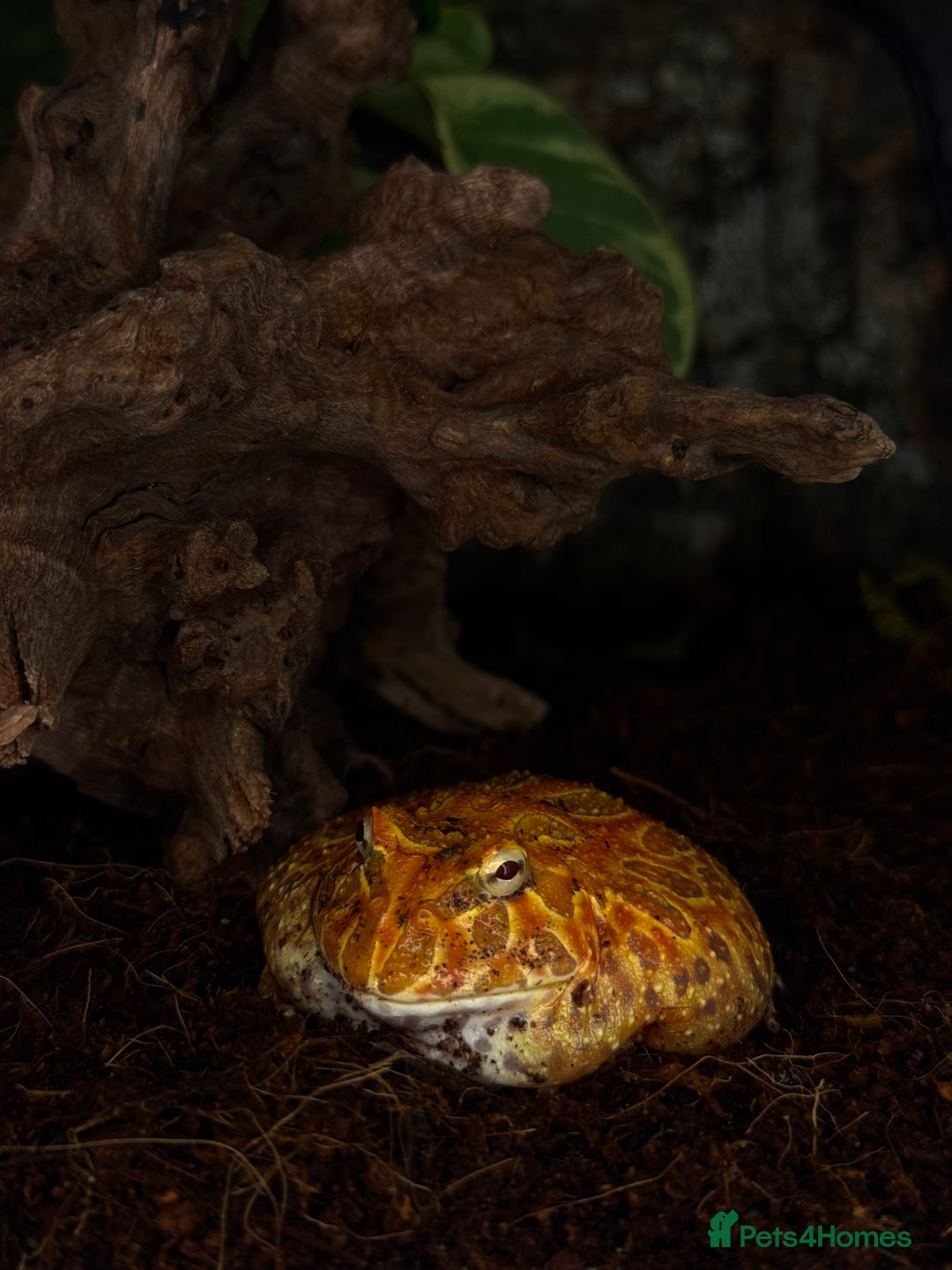 Frog reptiles for sale: Cute Strawberry Pac-Man frog  - Image 1
