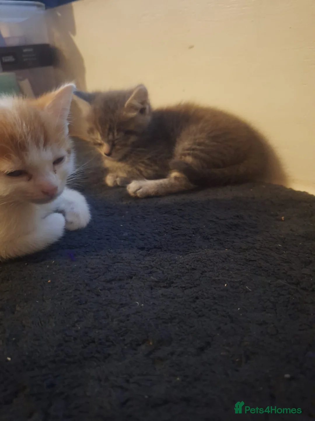 Mixed Breed cats for sale: 2 kittens for sale  in Brighton - Advert 2