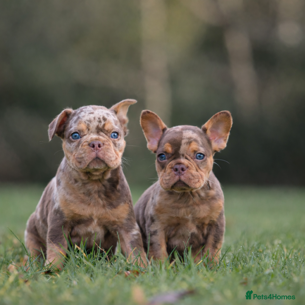 French Bulldog dogs Rojo French Bulldog puppies  - Advert 3