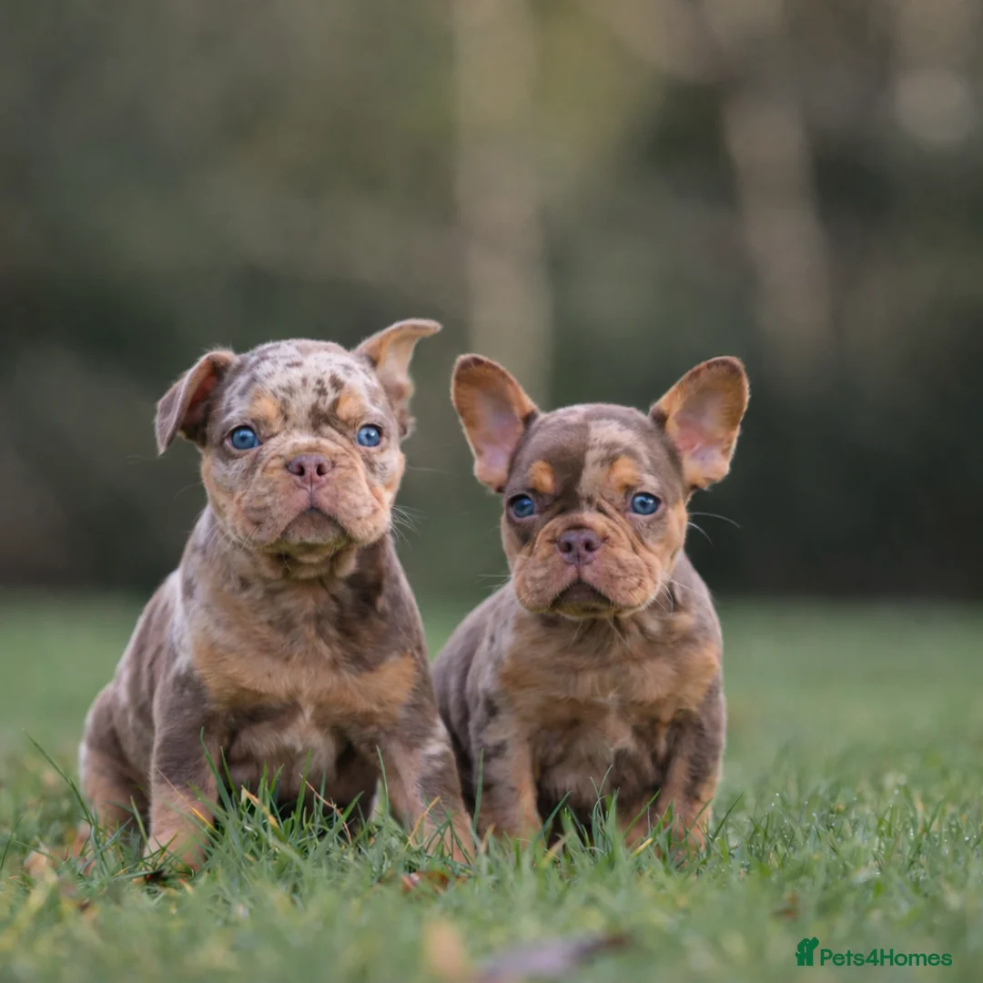 French Bulldog dogs for sale: Rojo French Bulldog puppies  - Advert 1