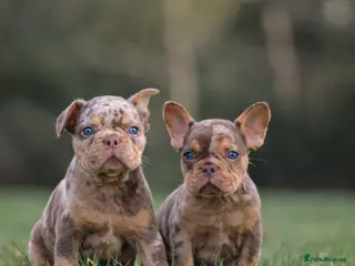 French Bulldog dogs Rojo French Bulldog puppies - Advert 16