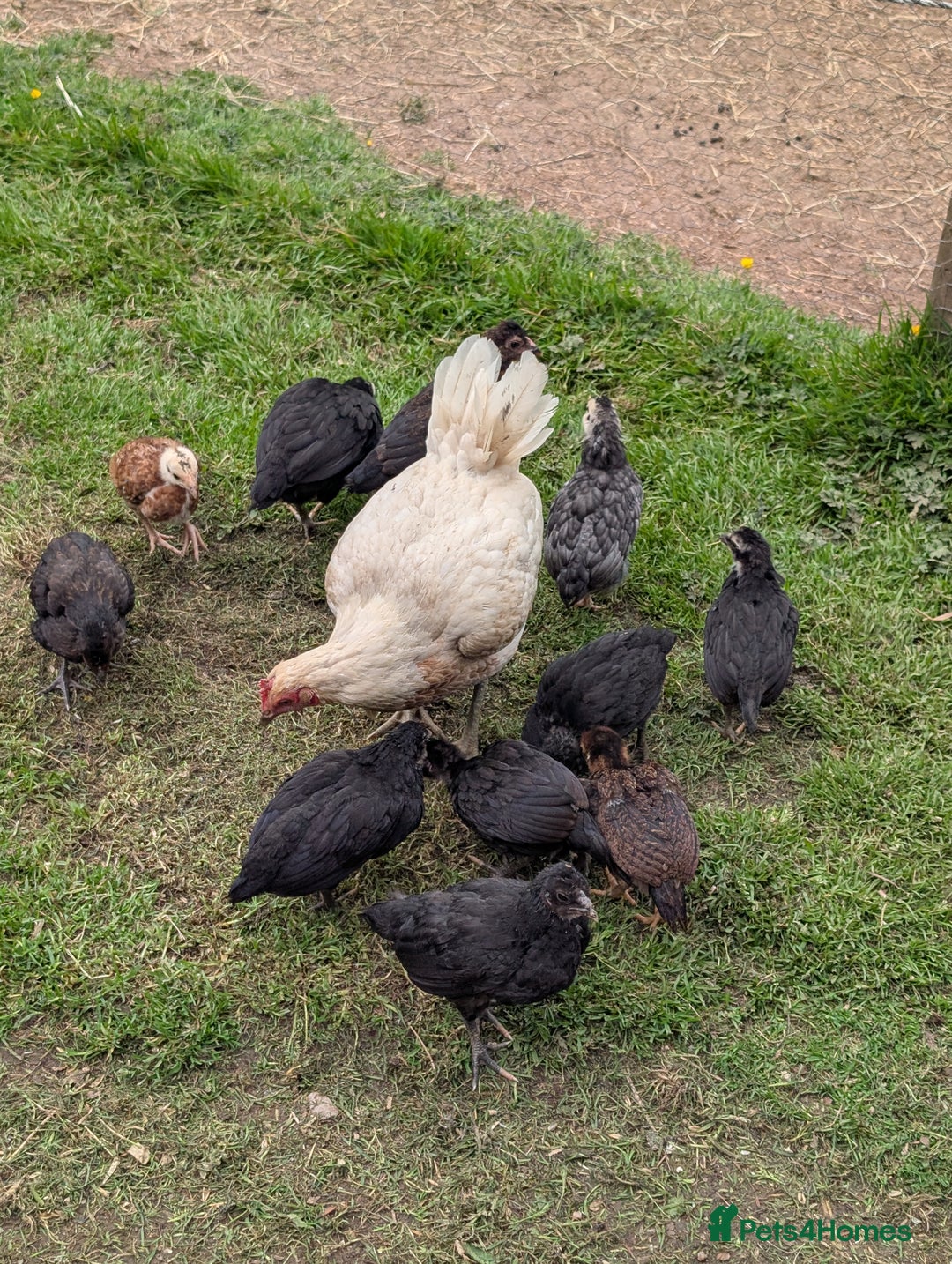 Chickens poultry for sale: Mix of chicks, pure bred Aseels & Old English Game - Image 3