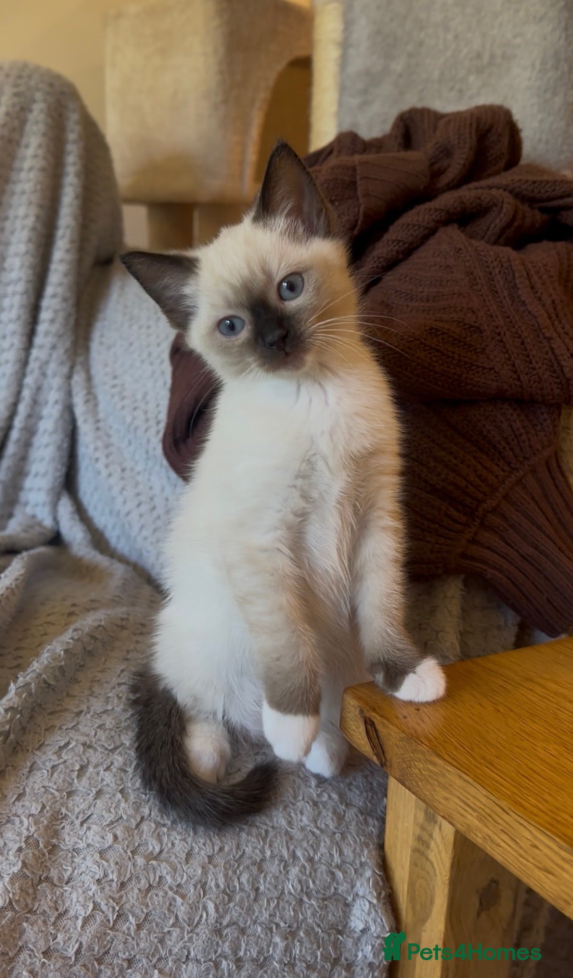 Siamese cats PLAYFUL LOVING LIVELY SIAMESE GIRL BLUE EYES - Advert 1