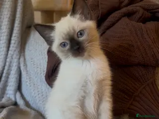 Siamese cats PLAYFUL LOVING LIVELY SIAMESE GIRL BLUE EYES - Advert 1