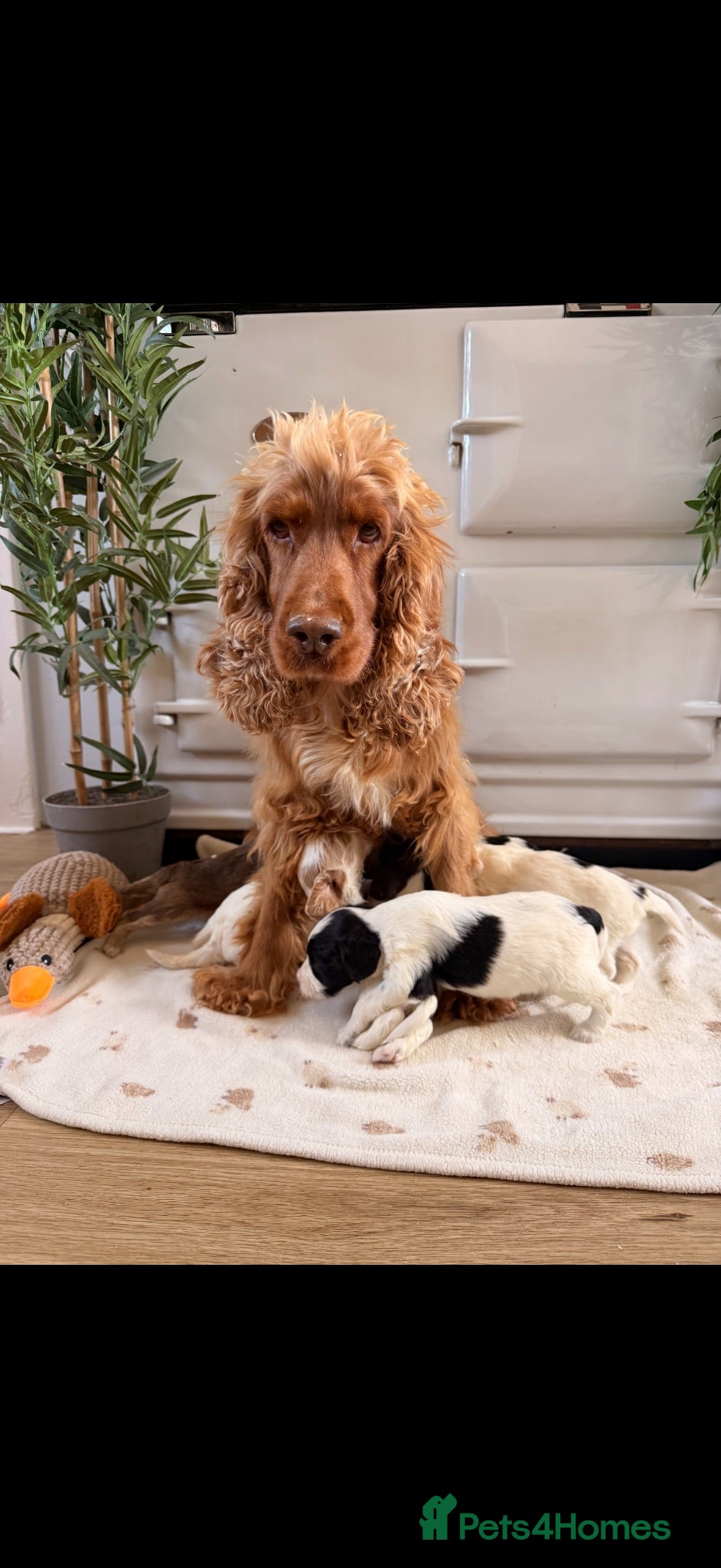 Cockapoo dogs Beautiful cockerpoo puppies  - Advert 2