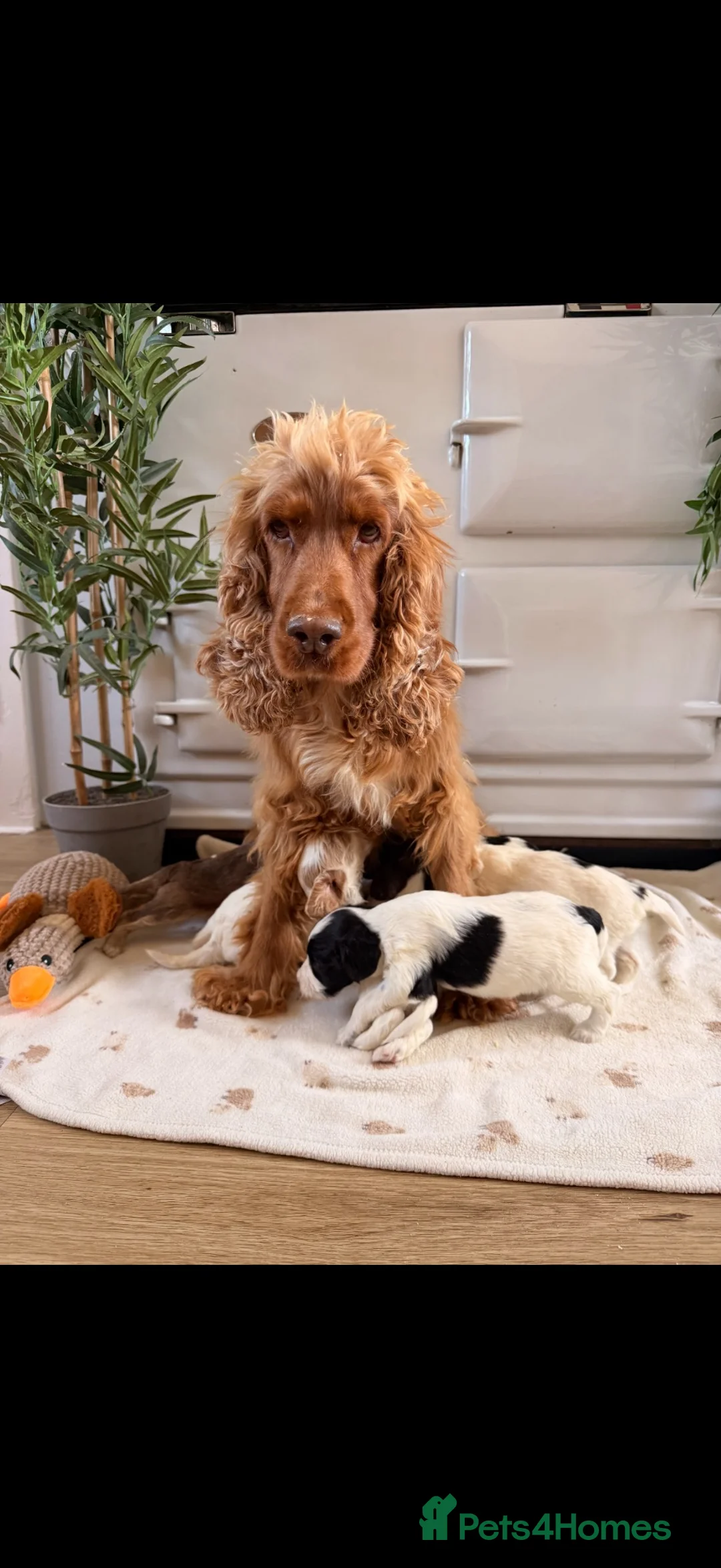 Cockapoo dogs for sale: Beautiful cockerpoo puppies  - Advert 2