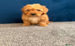 Cockapoo dogs for sale: Ready to go beautiful puppies  - Advert 14