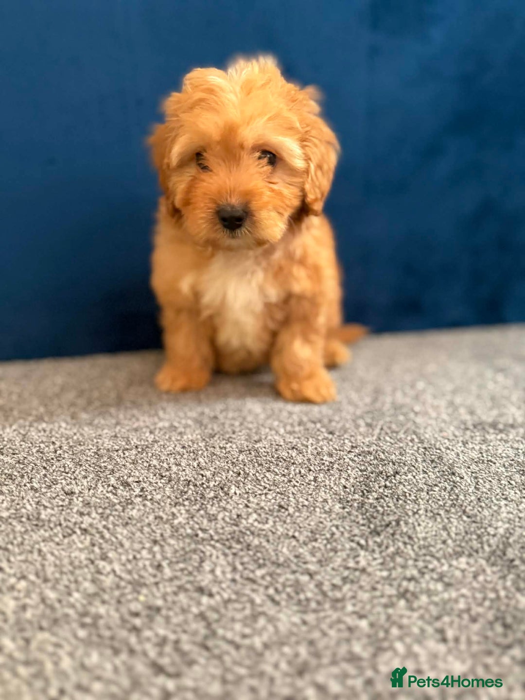 Cockapoo dogs for sale: Ready to go beautiful puppies  - Advert 14