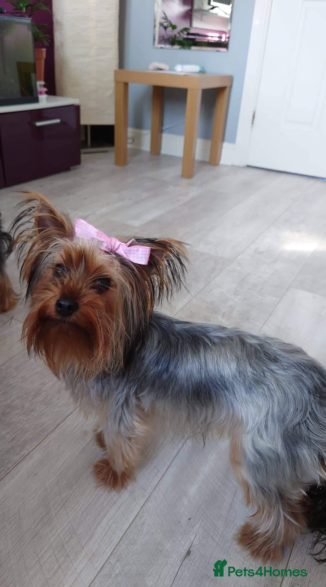 Mixed Breed dogs for sale: Yorkshire terierr x jack russel lovely puppies 🐶  - Advert 1