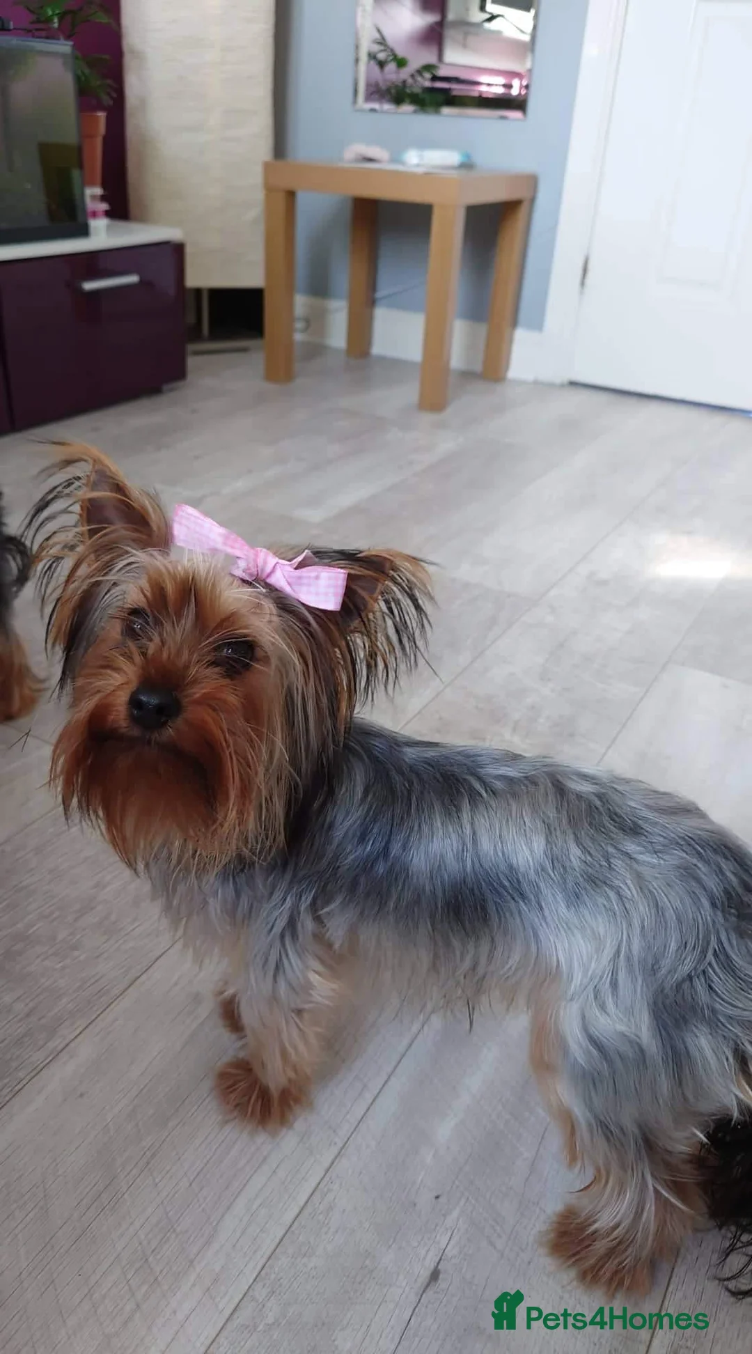 Mixed Breed dogs for sale: Yorkshire terierr x jack russel lovely puppies 🐶  - Advert 1