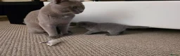 Scottish Fold cats for sale: Blue Scottish fold  in Harlow - Advert 9