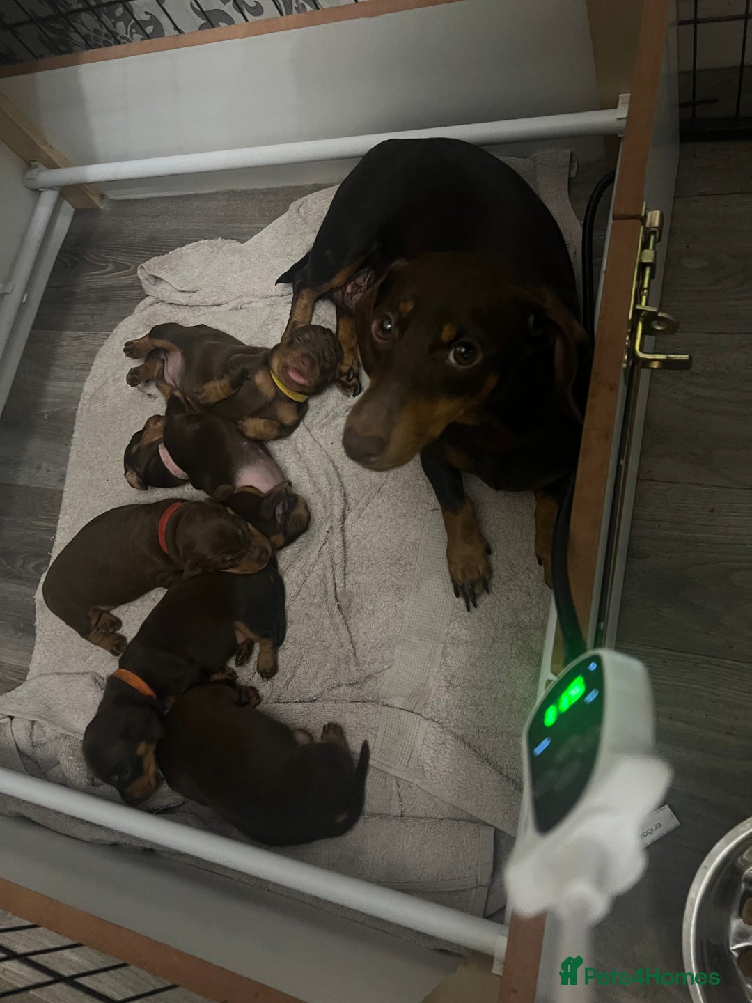 Dachshund dogs for sale: Dacshund puppies - Image 2