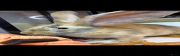 Continental Giant rabbits for sale: Stunning continental giant baby bunny rabbits - Advert 9