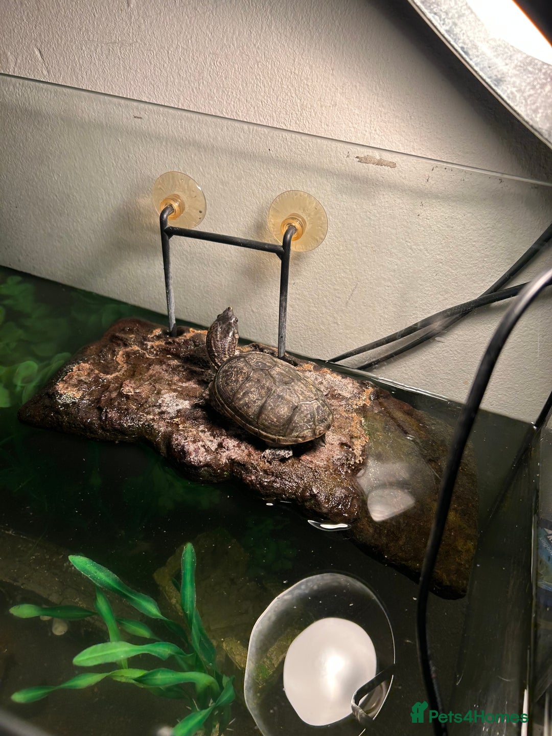 Turtle reptiles for sale: Musk Turtle , Male  - Image 4