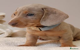Miniature Dachshund dogs for sale:  🌟5StarsLicense+Holistic+KC+VetChecked+PRA Clear+ - Image 19
