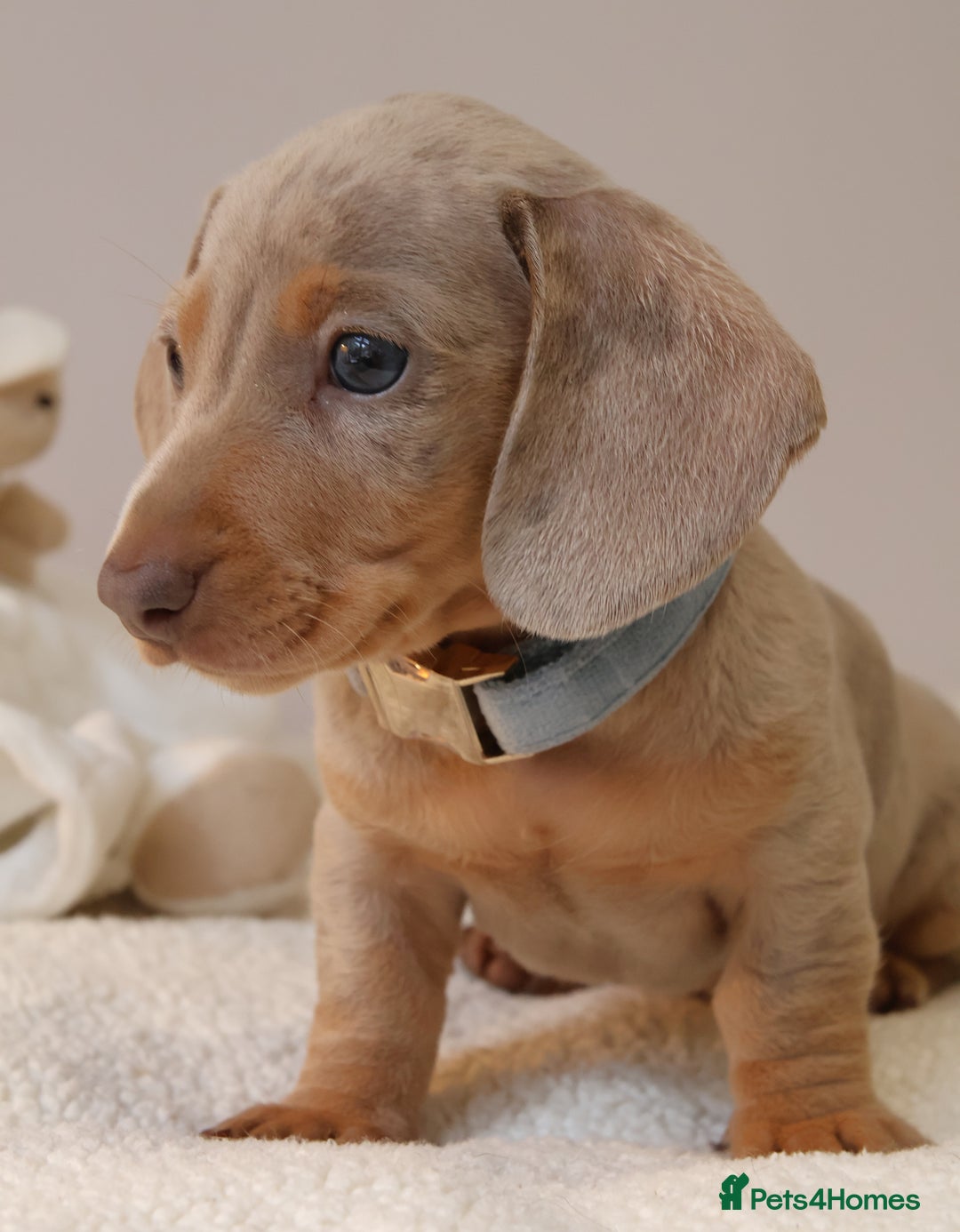 Miniature Dachshund dogs for sale:  🌟5StarsLicense+Holistic+KC+VetChecked+PRA Clear+ - Image 19
