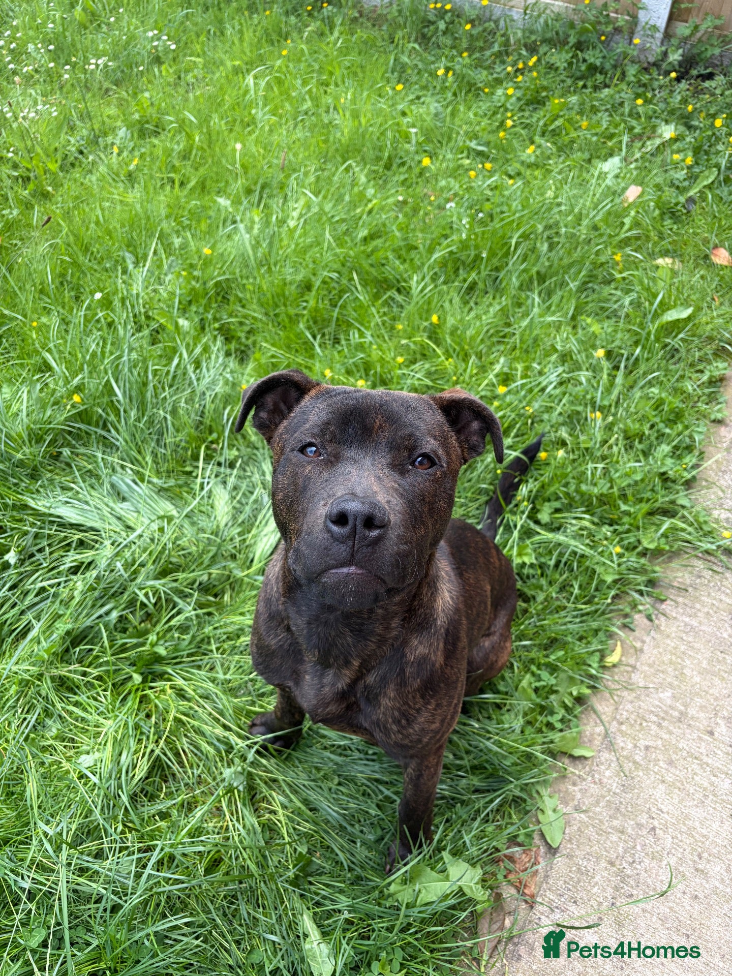 Mixed Breed dogs 10mo staffy/rottweiler for sale - Advert 1