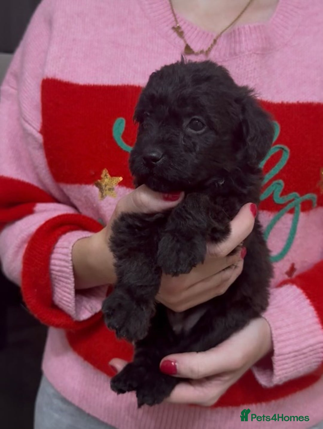 Mixed Breed dogs for sale: Gorgeous Patterpoo puppies, patterdale/poodle - Advert 3