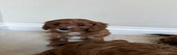 Cavapoo dogs for sale: Cavapoos puppy’s  in Royston - Advert 12