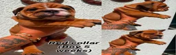 English Bulldog dogs for stud: KC health tested standard red male  - Advert 12