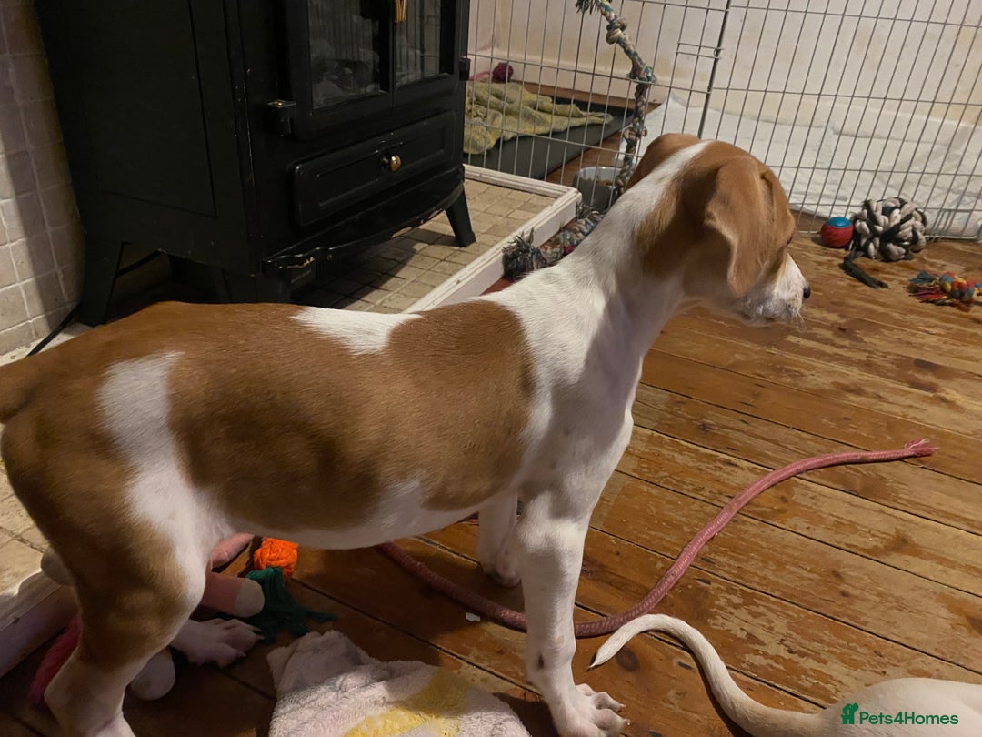 Mixed Breed dogs for sale: Lurcher  - Image 3