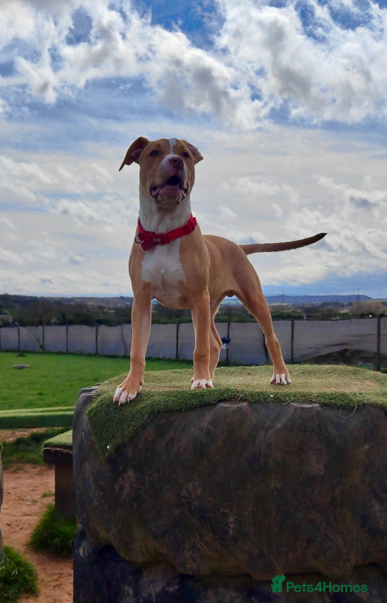 American Bulldog dogs Cash looking for forever home - Advert 1