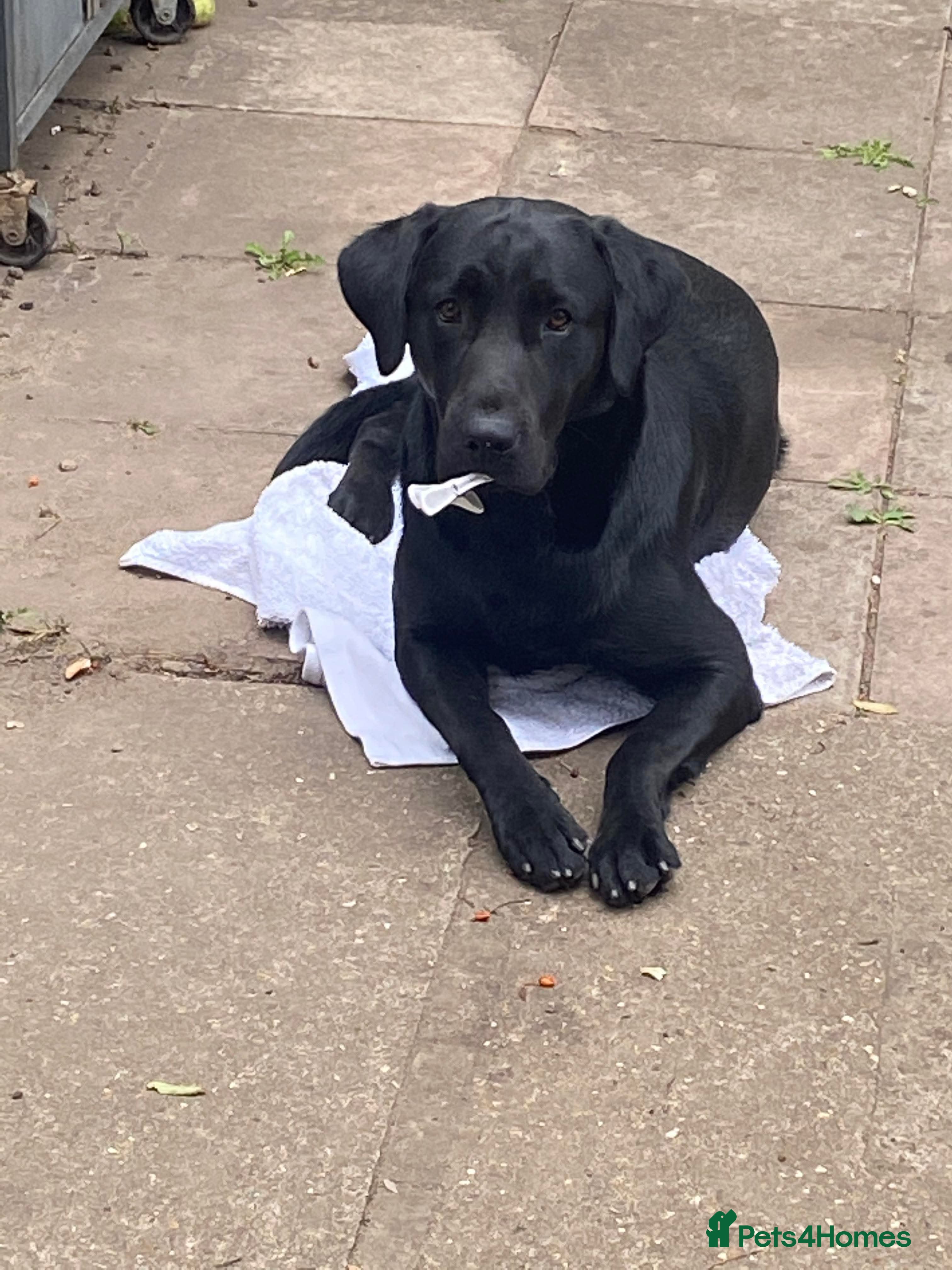 Labrador Retriever dogs Playful 2 Years Old Lab Looking for a Loving Home - Advert 1