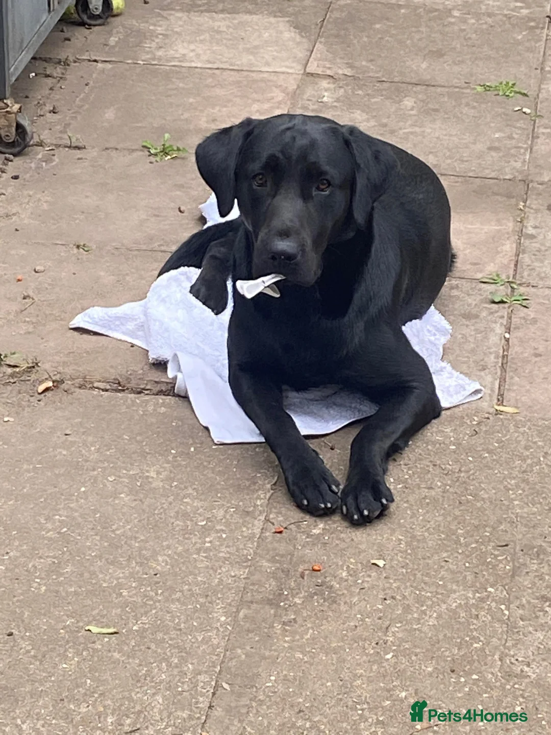 Labrador Retriever dogs for sale: Playful 2 Years Old Lab Looking for a Loving Home - Advert 1