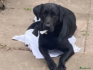 Labrador Retriever dogs Playful 2 Years Old Lab Looking for a Loving Home - Advert 1