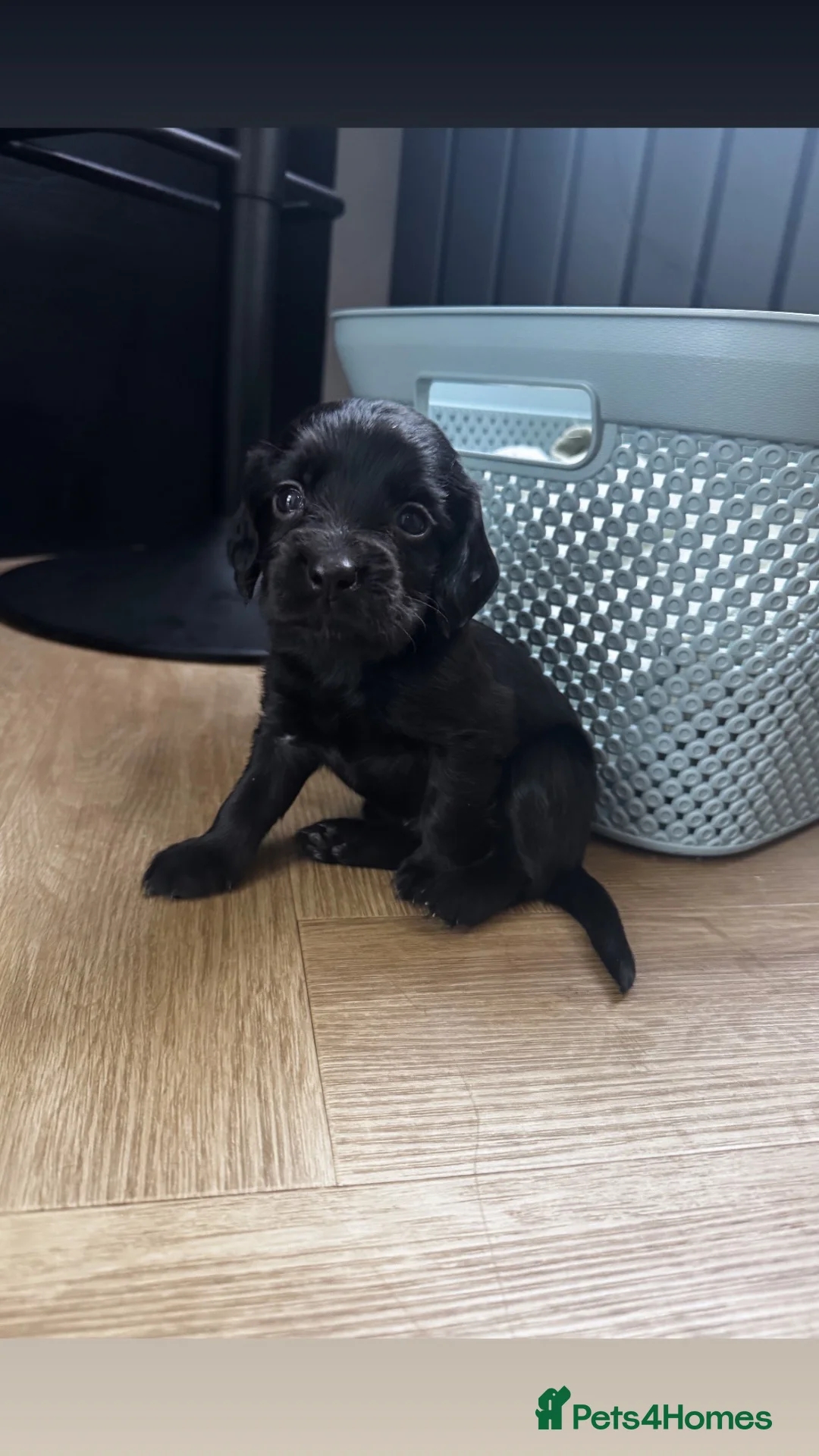 Cocker Spaniel dogs for sale: Working cocker spaniel pups - Advert 2