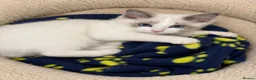 Ragdoll cats for sale: Beautiful ragdoll kittens  - Advert 18