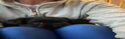 French Bulldog dogs for sale: Fluffy Frenchies - Advert 6
