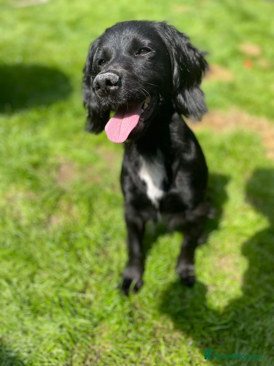 Cocker Spaniel dogs for sale: Female  - Image 4
