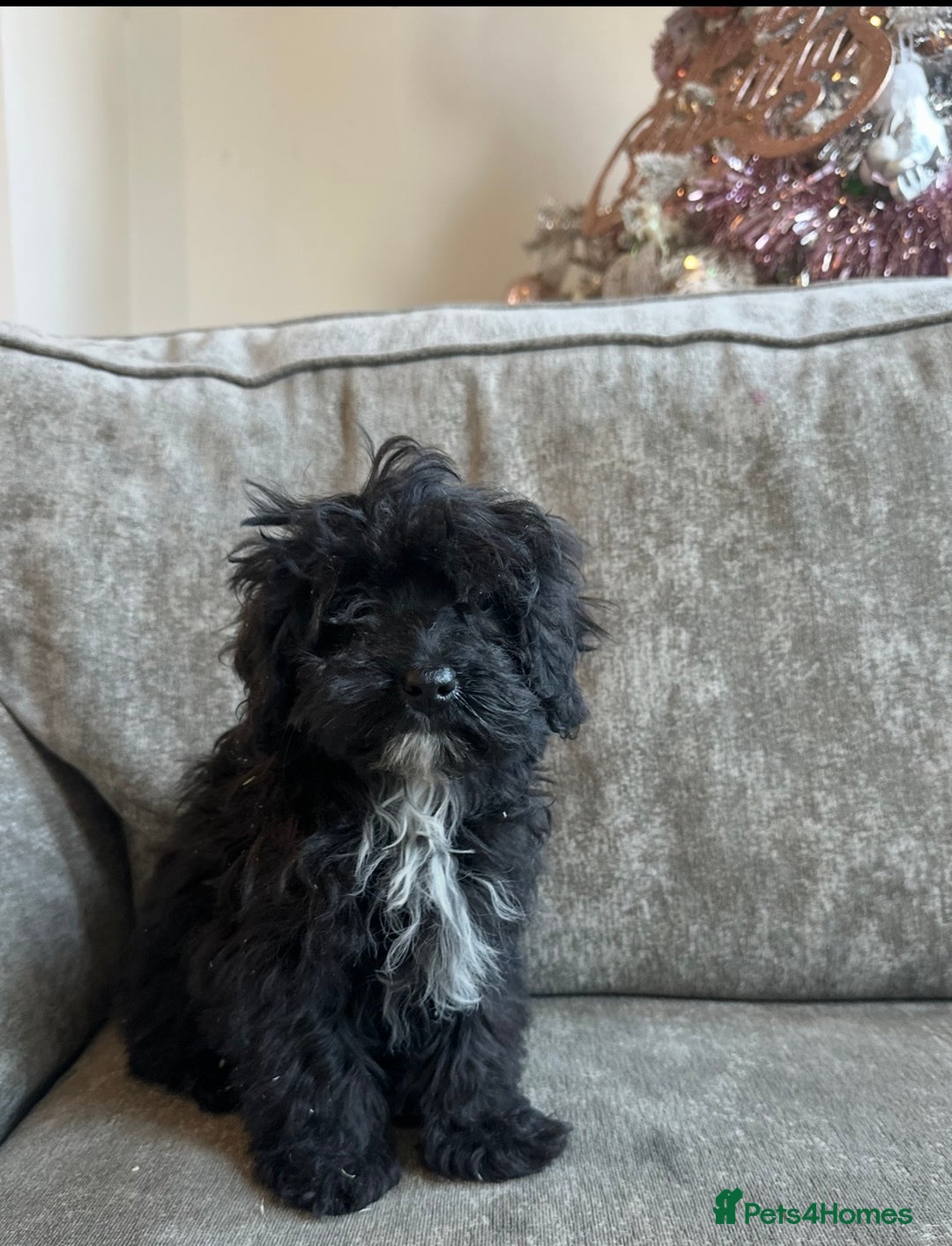 Cavapoo dogs for sale: Beautiful Cavapoos’s  - Advert 12