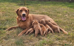 Labrador Retriever dogs for sale: Red Fox Labrador Puppies–Ready from 26th September - Image 1