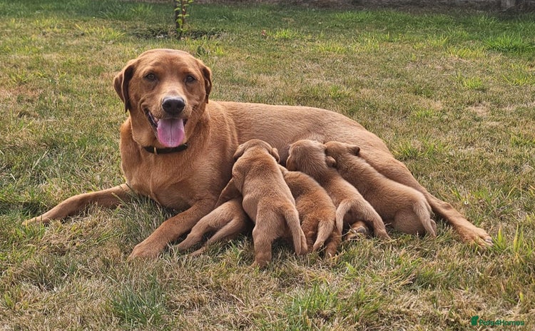 Labrador Retriever dogs - Advert 9
