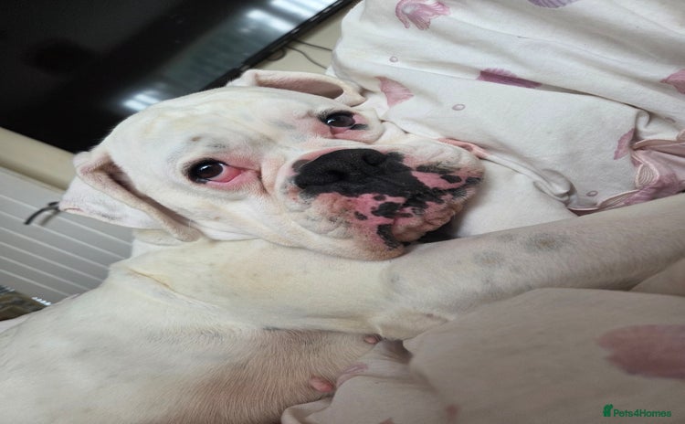 Boxer dogs - Advert 3