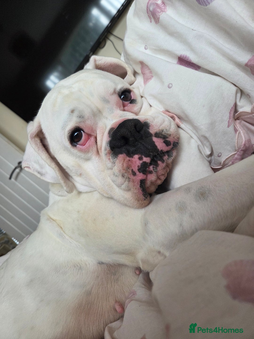 Boxer dogs for sale: Lovely boxer - Image 1