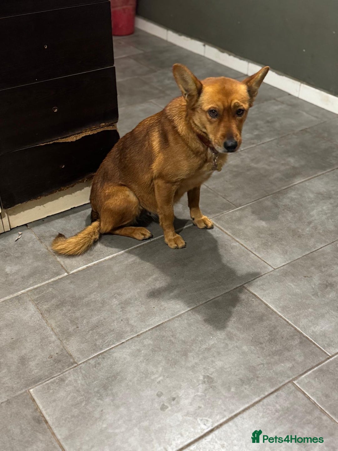 Mixed Breed dogs for adoption: Sweet Poppy Looking For LOVE - Advert 12