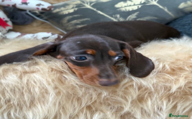Miniature Dachshund dogs in Stafford - Advert 2