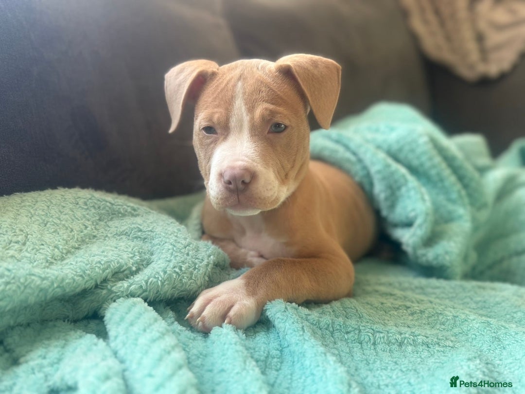 Mixed Breed dogs for sale: Pocket bully mix - Advert 3