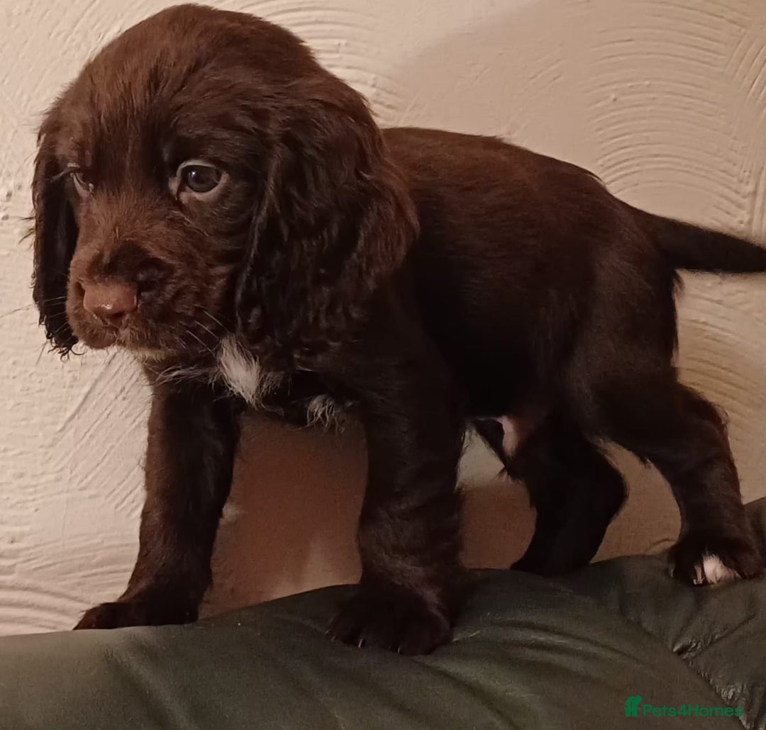 Cocker Spaniel dogs for sale: Working Cocker Spaniel puppies for sale - Advert 8