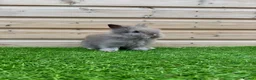 Lionhead rabbits for sale: Beautiful Double Maned Lionheads - Advert 6